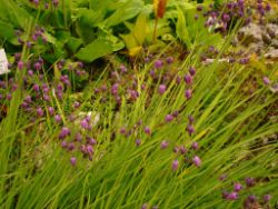 2013-08-18_Regina-F-Rau_Schachen_Blumen  (008).JPG